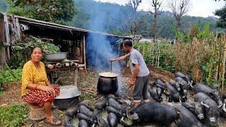 Wonderful Local Pig Farming || Evening Activities Of Village Nepal || Db Limbu