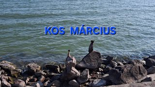 #kos #március #kékibolya #munka #szerelem #kártyavetés #tarot #horoszkóp #jóslás #youtube #neked