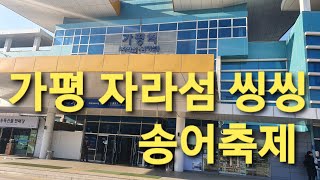 가평 자라섬씽씽 송어축제