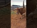 🔴 giant longhorn steer how close is too close 😱 shorts