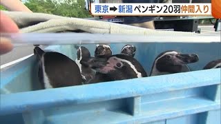 東京⇒新潟 フンボルトペンギン２０羽が仲間入り！約６時間の長旅終えて…新たな環境は？ (23/09/22 19:13)