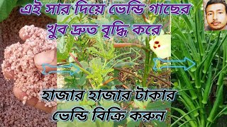 এই সার দিয়ে ভেন্ডি গাছের খুব দ্রুত বৃদ্ধি করে হাজার হাজার টাকার ভেন্ডি বিক্রি করুন,ভেন্ডি চাষ