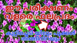 വിങ്ക ചെടിയിൽ പല കളറുകളിൽ പൂക്കൾ തിങ്ങി നിറയും  Vinca Plant Flowering Tips