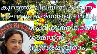 കുറഞ്ഞ വിലയിൽ കിട്ടുന്ന ചില സൂപ്പർ ബോഗൈൻവില്ല ചെടികൾക്കൊണ്ട് ഗാർഡൻ സുന്ദരമാക്കാം.