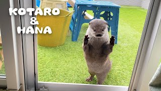 カワウソコタローとハナ プール掃除してたら見物しにきた　Otter Kotaro\u0026Hana Help Clean The pool?