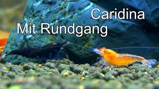 Caridina Zwerggarnelen Zucht Erfolg und Neues Projekt NEU Yellow King Kong OE