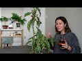 easy begonia plant care how i grow my tall begonia