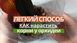 🌺 Легкий способ как нарастить корни у орхидеи