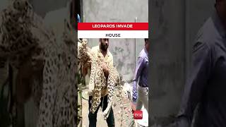 Two leopards invade home in Gir Gadhada village in Gir Somnath district; injures three