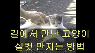 길고양이 실컷 만지는 방법 개꿀팁 2탄