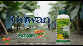 How to cure Black Sigatoka disease in banana using ZOXIUM 240 Zoxamide?