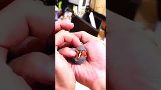 スリスリされるわらびくん 【ジャンボキンカ キンカチョウ 錦華鳥 錦花鳥  Zebrafinch 小鳥】