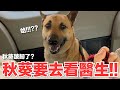 【好味小姐】秋葵要去看醫生！秋葵跛腳了？｜好味貓日常218