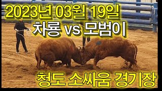 ●모범택시에 치였어요ㅜ● (홍)차룡 VS (청)모범이  2023. 03. 19 청도소싸움 경기장