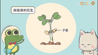 108新課綱｜七下生物｜【觀念】植物界－種子植物 2 (被子植物)