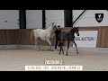 Nr 31 - ZUCCHERO Z - Stallion licensing here we come!