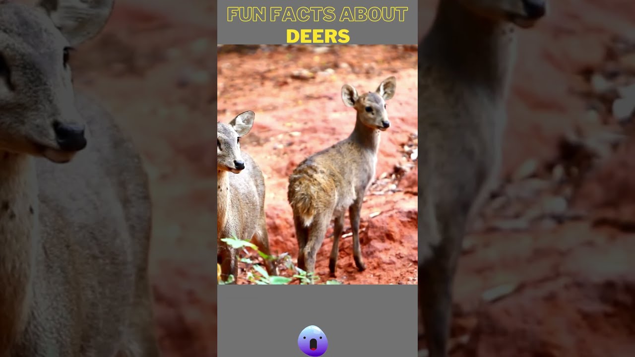 FUN FACTS ABOUT DEERS - YouTube