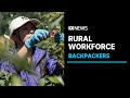 Backpackers return to farms for fruit harvests, boosting rural workforce | ABC News