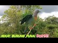 uji kerakas mulut burung punai lagi langsung di sambut rombongan punai