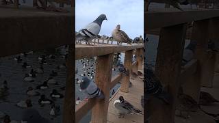 ハトさんカモさん　Pigeon, Duck　瓢湖