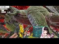 【ark crystal isles にじark】boss　べーた！　準備もプラス込み！【夜見れな にじさんじ】