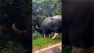 Look at the size of the Indian Gaur | Nilgiris