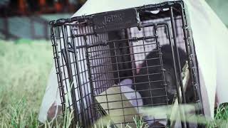 This is Thundering Paws: Trap, Neuter, Vaccinate, Return (TNVR) Program