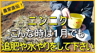 【にんにく栽培】1月・2月にやった方が良いお世話について解説！【有機農家直伝！無農薬で育てる家庭菜園】 25/1/18