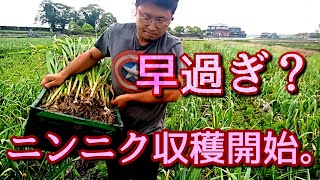 【ニンニク栽培】葉ニンニクの有能さを広めたい。