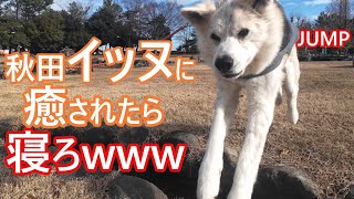 秋田犬popoに癒されたら寝ろwww　弟くんと散歩します。