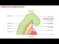 Histología de hipófisis (glándula pituitaria) PARTE 1