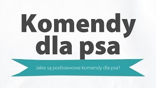 Podstawowe komendy dla psa - przydatne komendy których uczę moje psy