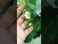 অনেক অপেক্ষার পর পেলাম sadbagan garden gardening flowers stoberry sadkishi