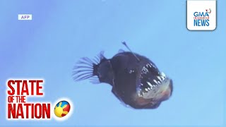 Rare sighting ng Humpback Anglerfish sa Tenerife, Spain | SONA