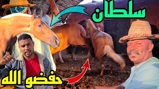 اهم المعلومات الى بغيتي تربي جدع صغير. نشوفو سلطان وجدوعا ديال بدريس ❤💯