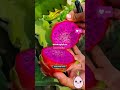 growth farming agriculture facts gardening uk uttarakhandnews dragonfruitflower fruit mango