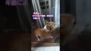 老犬の騒ぎ方を見ると散歩に付き合ってしまう#夜の散歩