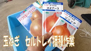 20200902 納屋 玉ねぎのセルトレイ播種作業