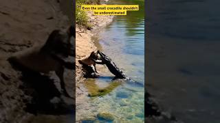 Crocodile Shows Surprising Compassion To Wild Animal