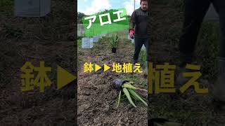 鉢植えのアロエの株がどんどん増えるので畑に夫婦で地植え作業!グングン伸びて沢山になりますように! #shorts #papaya #ちむどんファーム #兼業農家 #スーパーフード #農業 #無農薬