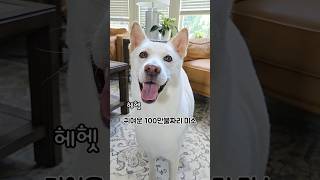 너무 귀여워서 숨참게 되는 영상 #shorts #강아지 #진돗개럭키 #댕댕이 #반려견 #puppy #pets #럭키또리네 #dog #귀여운 #cute #쇼츠