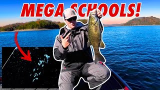 Chasing After MEGA Schools Of Bass! (Livescope Footage)