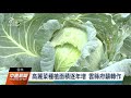 農民搶種高麗菜 農糧署指較過往高出三成、目前已超種｜20211126 公視中晝新聞