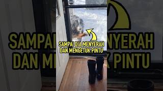 Anjing Ini Menolak Masuk Ke Dalam Rumah, Tapi…..