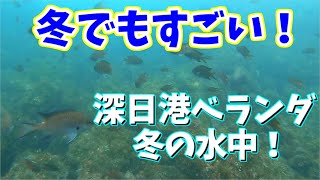 【冬でもすごい！】大阪の釣り場「通称：深日港ベランダ 」2024年1月末  冬の水中映像  No.374