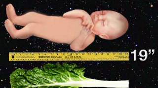 Fetal Development Week 37 (Pregnancy Health Guru)