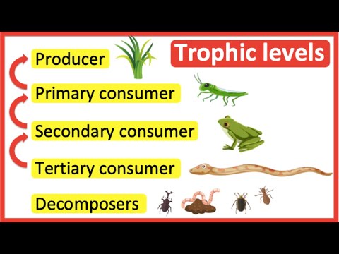 Which of the following is at the highest trophic level?