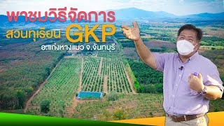 วิธีจัดการสวนทุเรียนอัจฉริยะ GKP อ.แก่งหางแมว จ.จันทบุรี : ต้นไม้และสวน TV