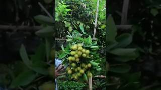 250 Rs മാത്രം റംബൂട്ടാൻ തൈകൾ 👌🏻👌🏻👌🏻 #viral #shorts #remboottan #fruit