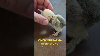 🐣CİVCİV KURTARMA OPERASYONU 🐣 #civciv #chick #chicken #yavru #ayam #chicks #animals #chiks #rooster